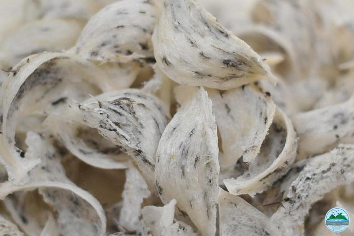 Yến thô có làm giả được không Yến thô có làm giả được không