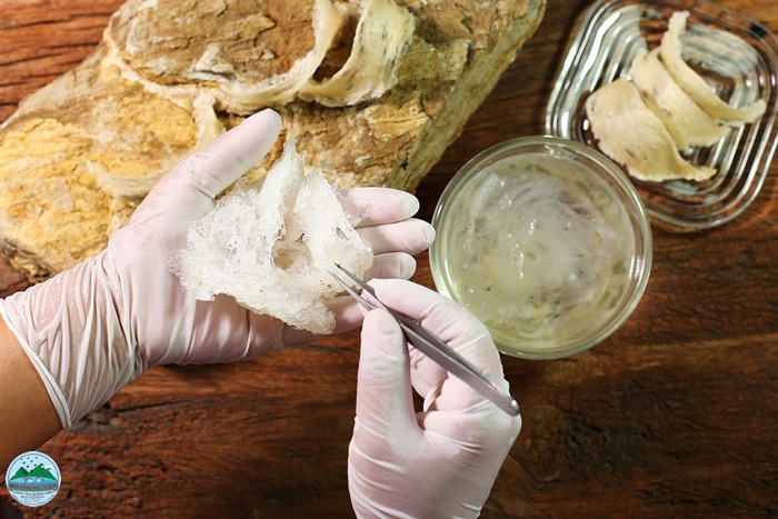 Yến thô có làm giả được không Yến thô có làm giả được không