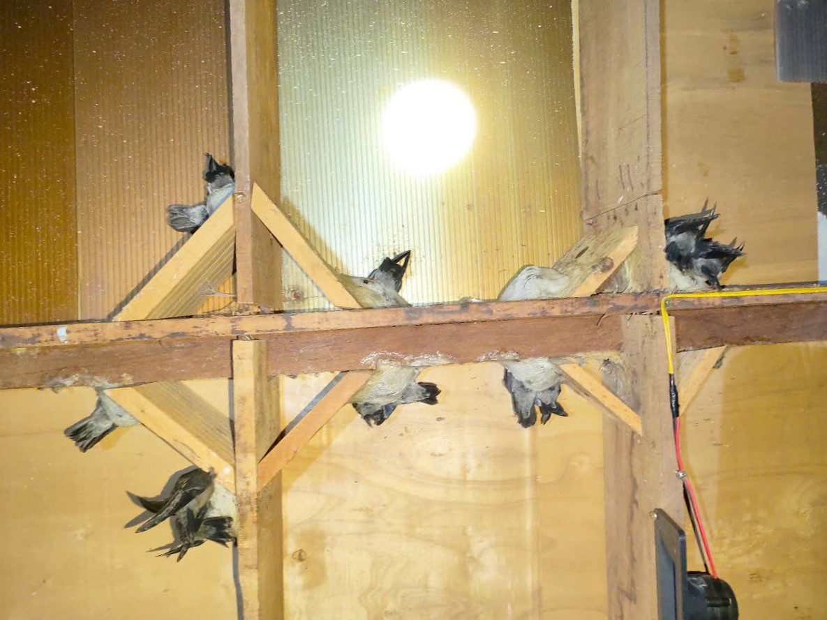 yến thô nguyên tổ yến thô nguyên tổ