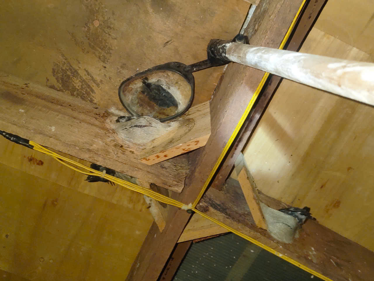 yến thô thật yến thô thật