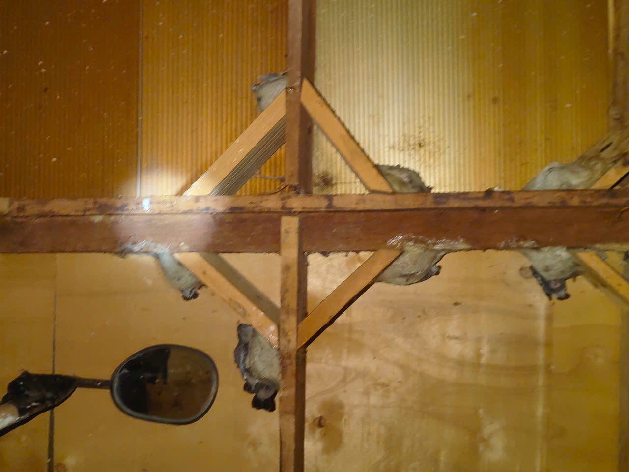 yến thô thật yến thô thật