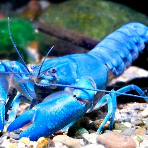 Canxi vô định hình Density của Israel