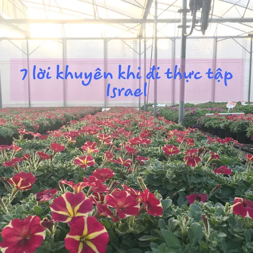 Thực tập sinh nông nghiệp tại israel: 7 lời khuyên trước khi đi tu nghiệp israel