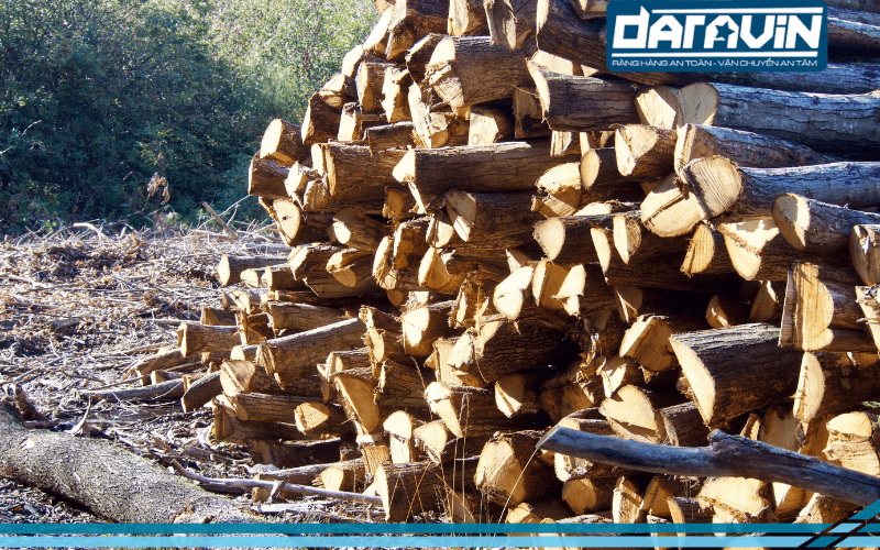 Để sản xuất những tấm pallet chất lượng cần kiểm tra kĩ chất lượng gỗ đầu vào Để sản xuất những tấm pallet chất lượng cần kiểm tra kĩ chất lượng gỗ đầu vào