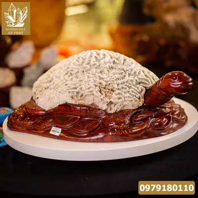 Rùa San Hô Hóa Thạch 17,6kg - M2267