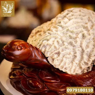 Rùa San Hô Hóa Thạch 17,6kg - M2267