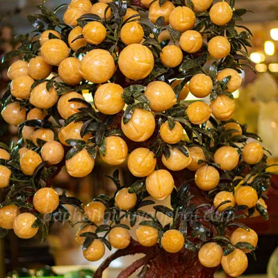 Cây Đào Đá Ngọc Hoàng Long 88 Quả - M2566