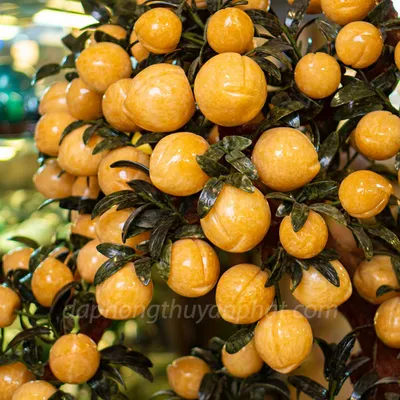 Cây Đào Đá Ngọc Hoàng Long 88 Quả - M2566