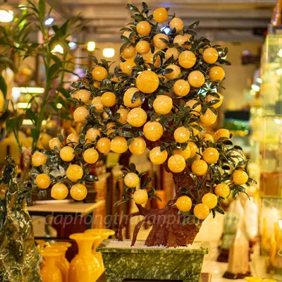 Cây Đào Đá Ngọc Hoàng Long 3A 68 Quả 016-0493A-68