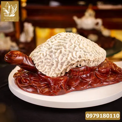 Rùa San Hô Hóa Thạch 17,6kg - M2267