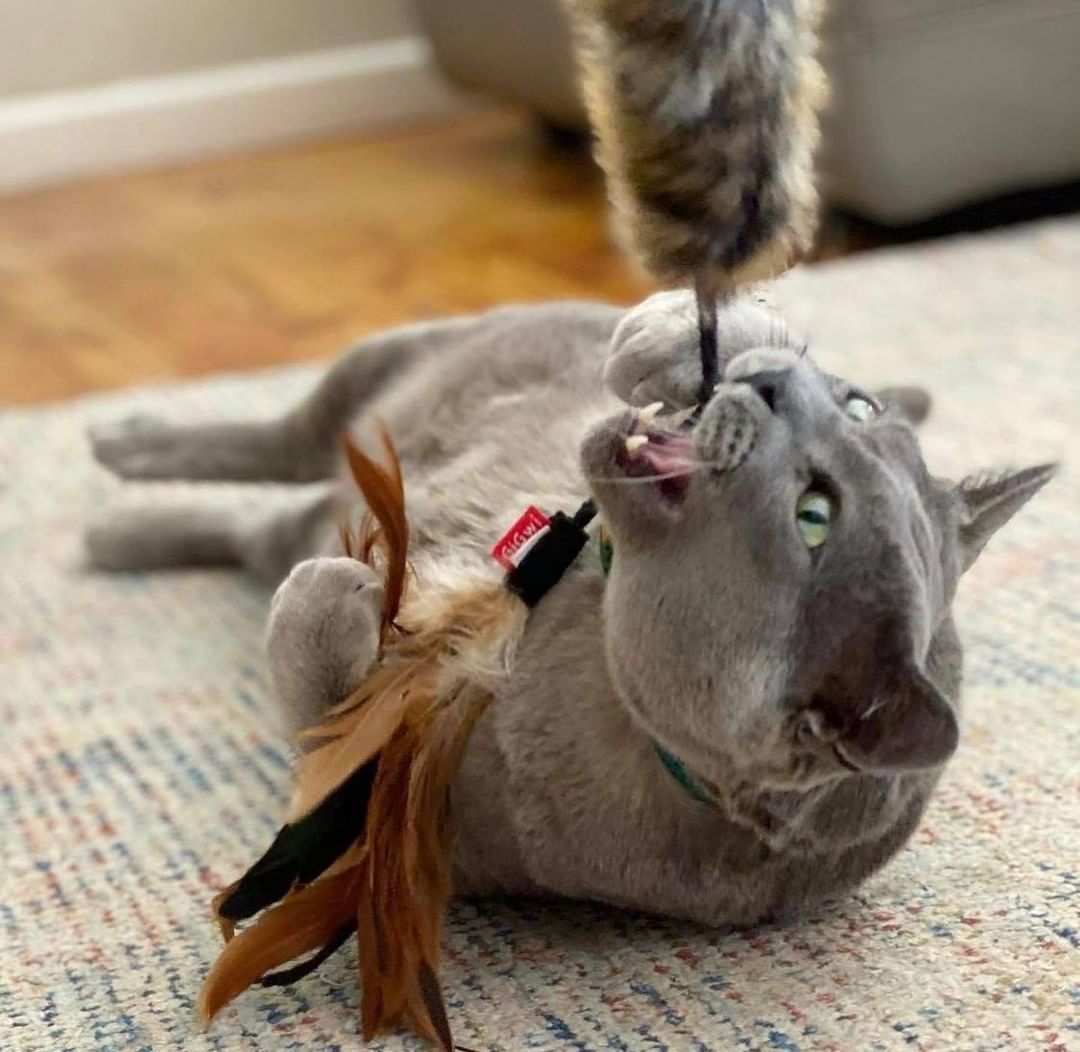 rèn luyện sống lành mạnh cho mèo béo phì