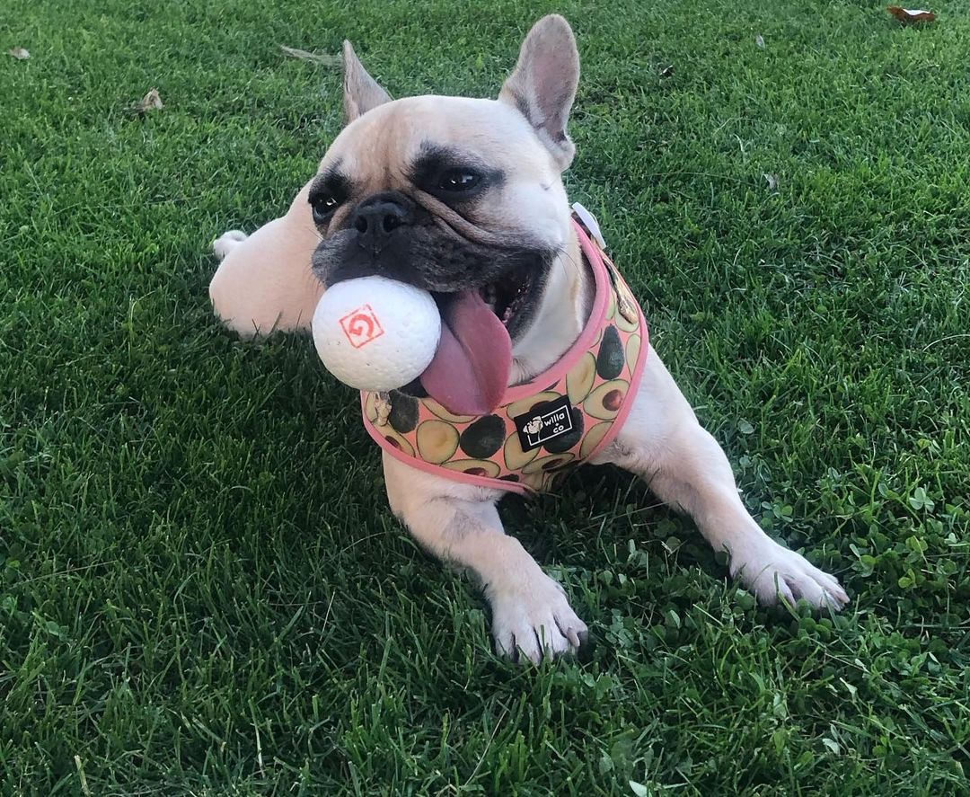 Rèn luyện cùng đồ chơi cho chó Gigwi