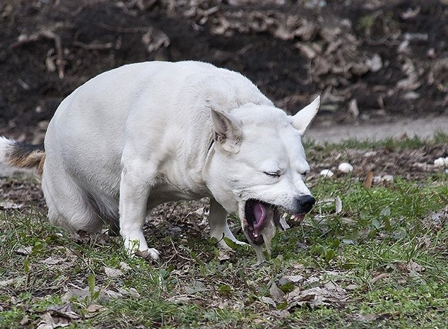 Nên làm gì khi nghi ngờ chó nuốt phải nhựa đồ chơi cho chó