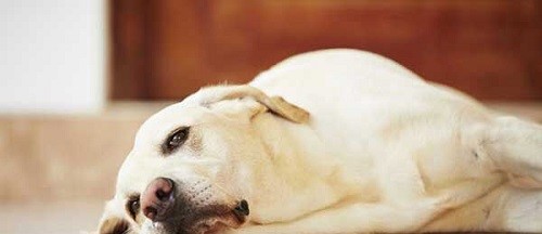 Nên làm gì khi nghi ngờ chó nuốt phải nhựa đồ chơi cho chó