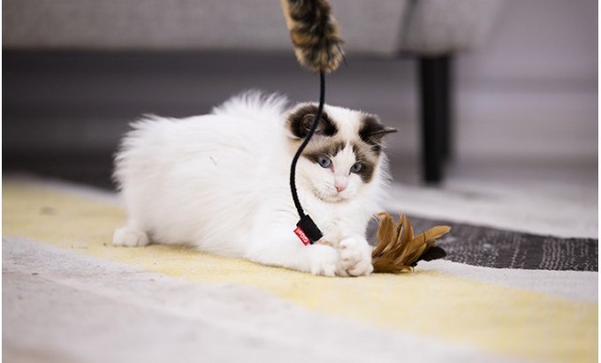 Vật liệu đồ chơi cho mèo thú vị