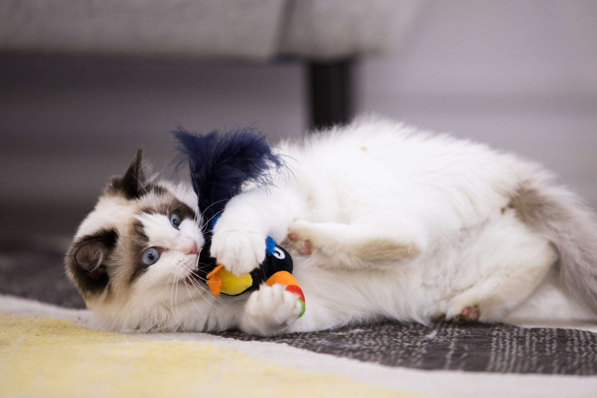 Vật liệu đồ chơi cho mèo thú vị