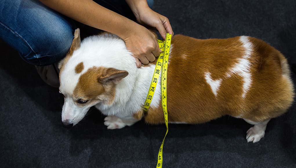 Chế độ dinh dưỡng cho chó béo phì