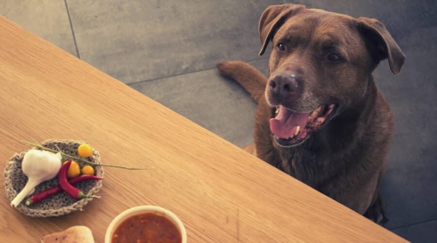 Chế độ dinh dưỡng cho chó béo phì