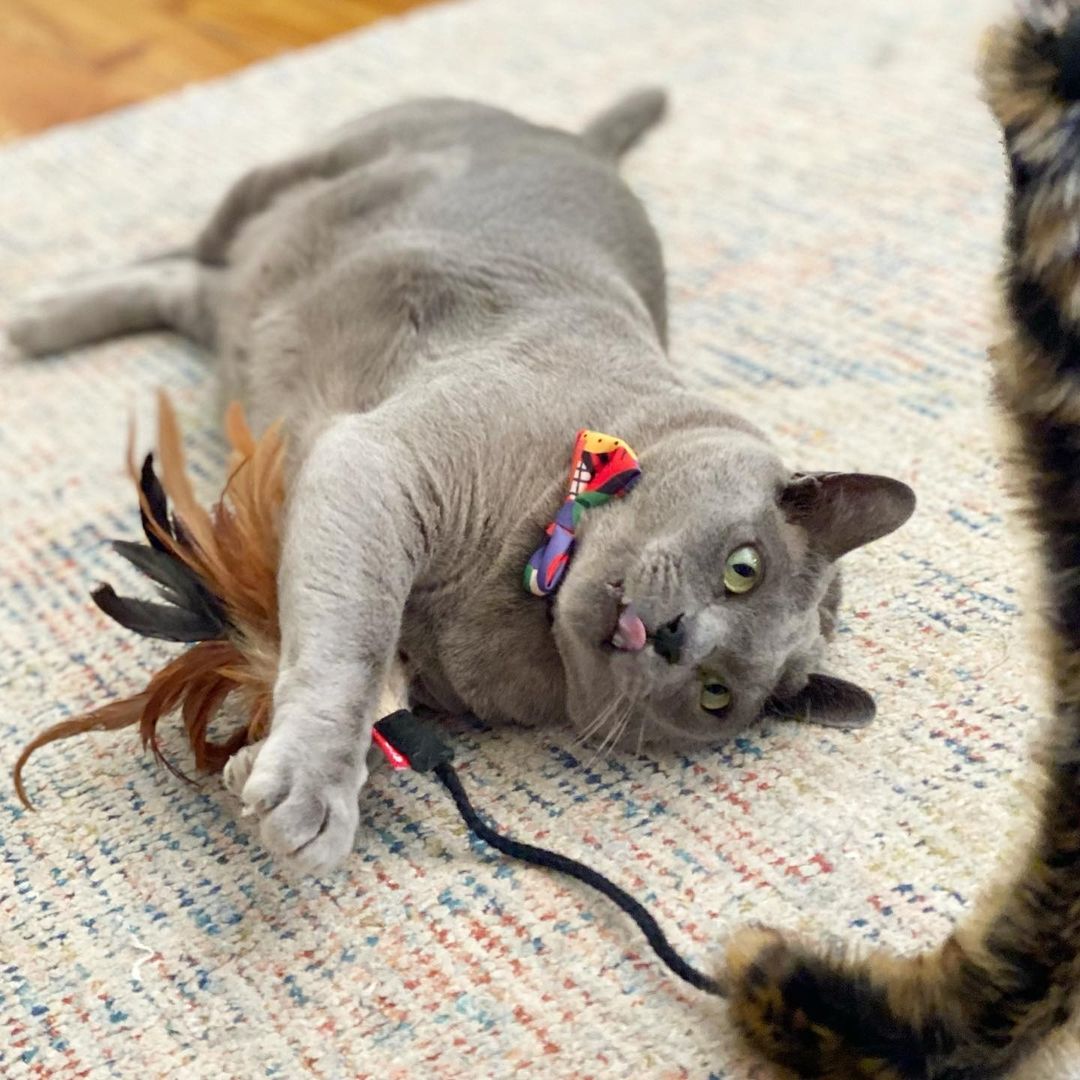 Tìm hiểu lịch sử phát triển đồ chơi chó mèo - đồ chơi chó mèo gigwi cao cấp