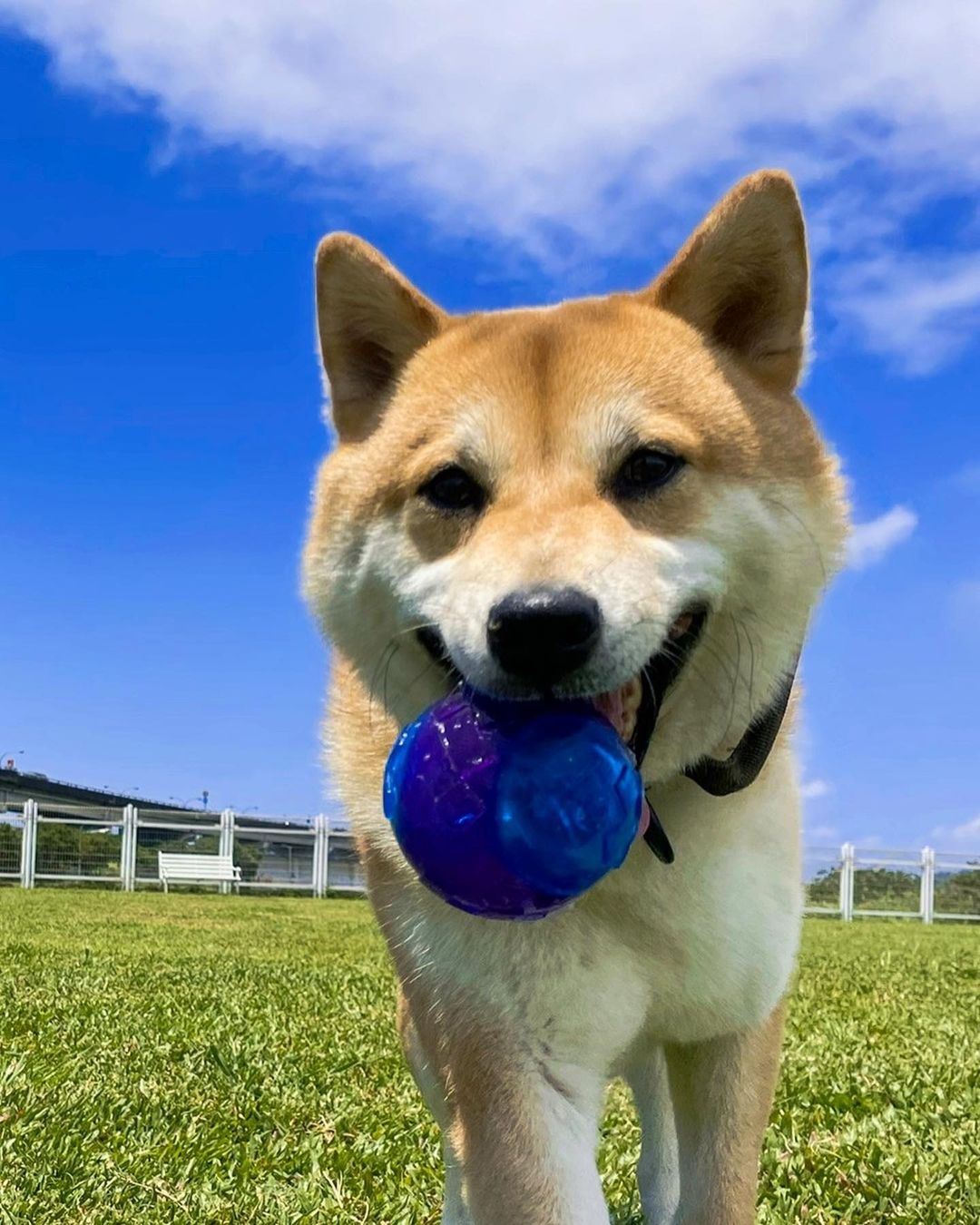 Tìm hiểu lịch sử phát triển đồ chơi chó mèo - đồ chơi chó mèo gigwi cao cấp