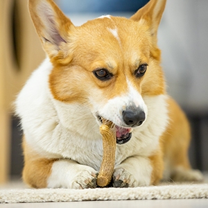 tầm quan trọng đồ chơi chó mèo