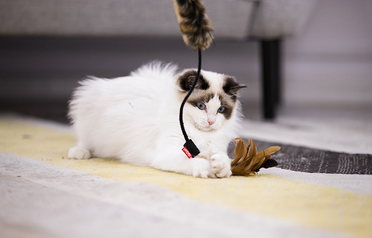 Do-choi-cho-meo-gigwi