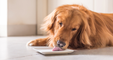 Làm pate cho chó béo phì