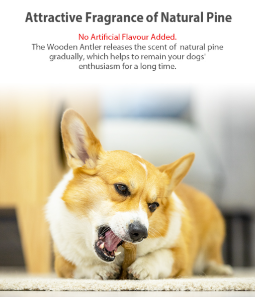 Hướng dẫn tạo môi trường sống an toàn để tránh chó nuốt phải nhựa, dị vật thừ ni lông, cao su hoặc đồ chơi chó mèo 1