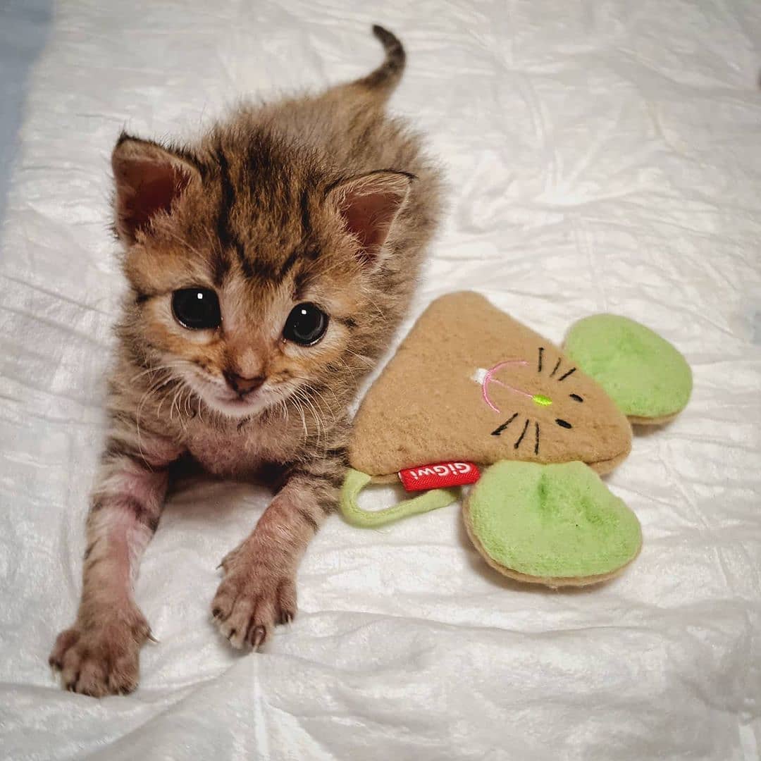 Đồ chơi cho mèo cỏ mèo catnip gigwi