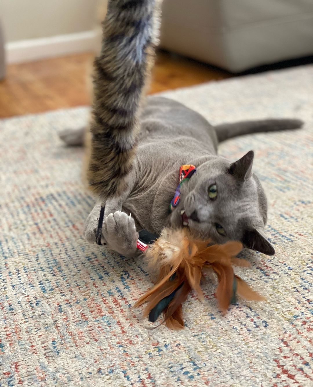 Đồ chơi cho mèo cần câu cá Feather Teaser