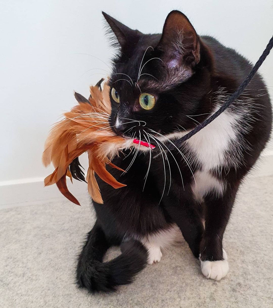 Đồ chơi cho mèo cần câu cá Feather Teaser