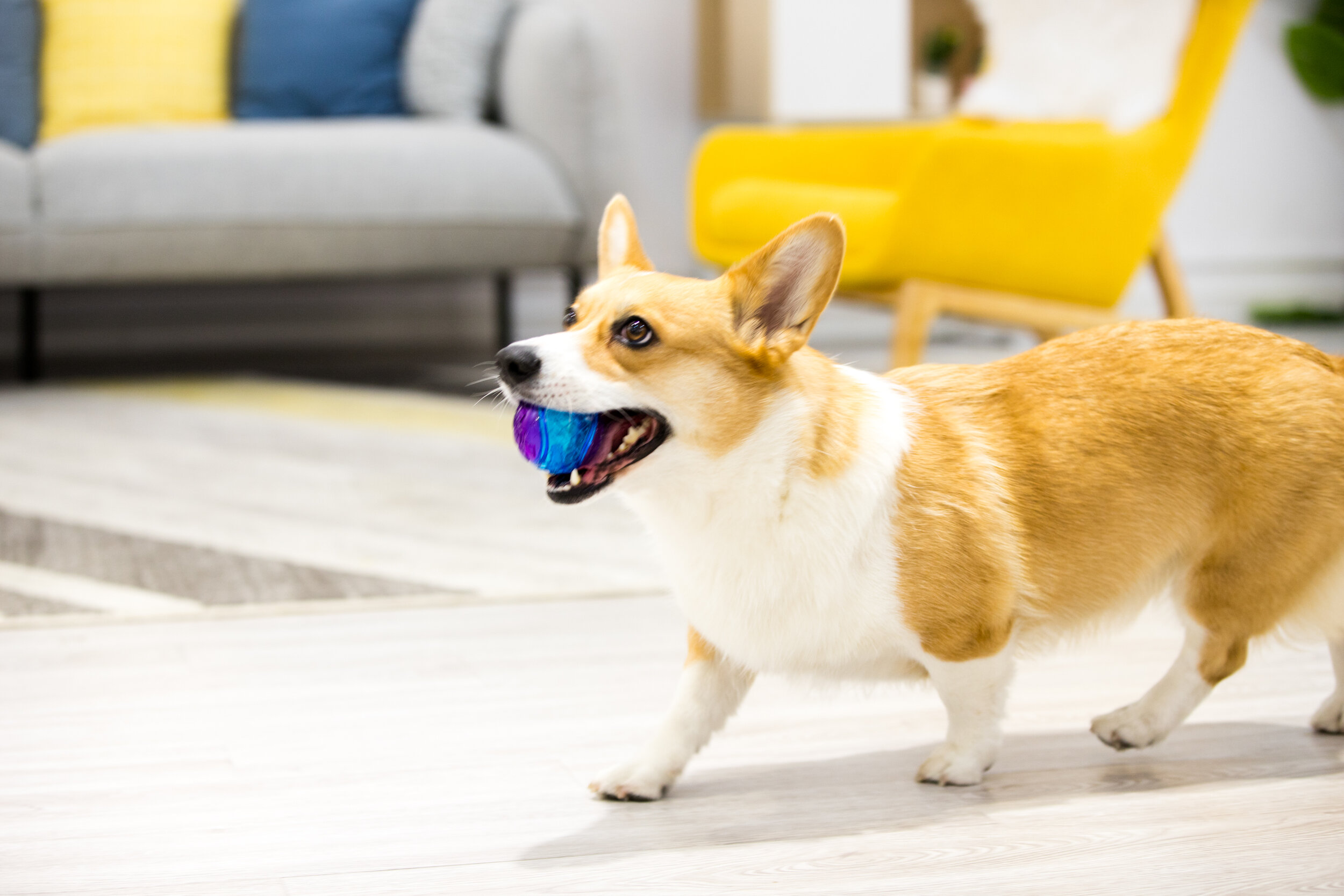 Cách lựa chọn đồ chơi cho chó không chứa chất độc hại - Đồ chơi chó mèo gigwi cao cấp