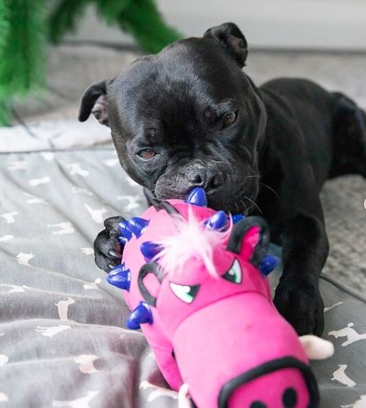 Cách lựa chọn đồ chơi cho chó không chứa chất độc hại - Đồ chơi chó mèo gigwi cao cấp