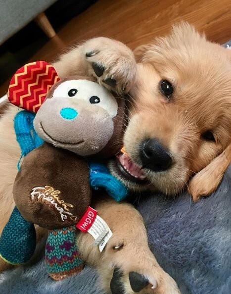 Cách làm sạch vệ sinh đồ chơi cho chó sạch sẽ và an toàn