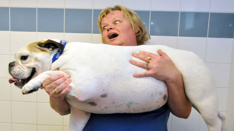 Nguyên nhân chó béo phì