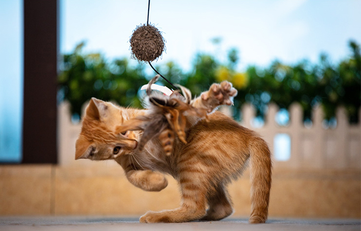 Bien-phap-cai-thien-meo-bi-stress