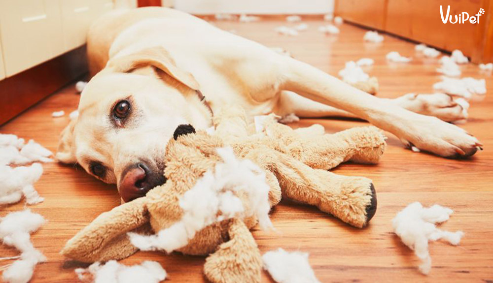 Biện pháp cách xử lý chó cắn phá đồ đạc chó cắn dép xương gặm cho chó gigwi đồ chơi chó mèo