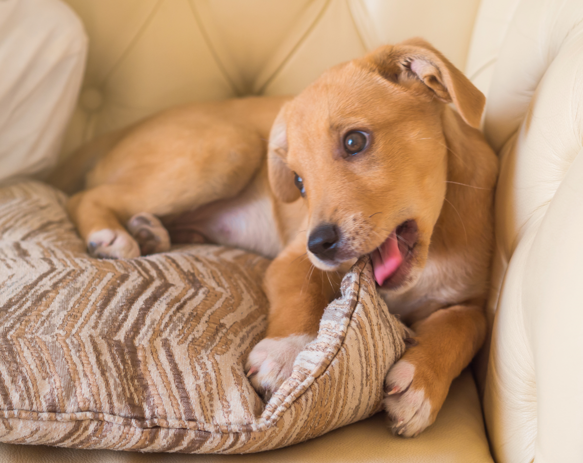 Các rủ ro tiềm tàng khi chó cắn phá đồ đạc trong nhà như chó nuốt nhựa dị vật đồ chơi chó mèo gigwi