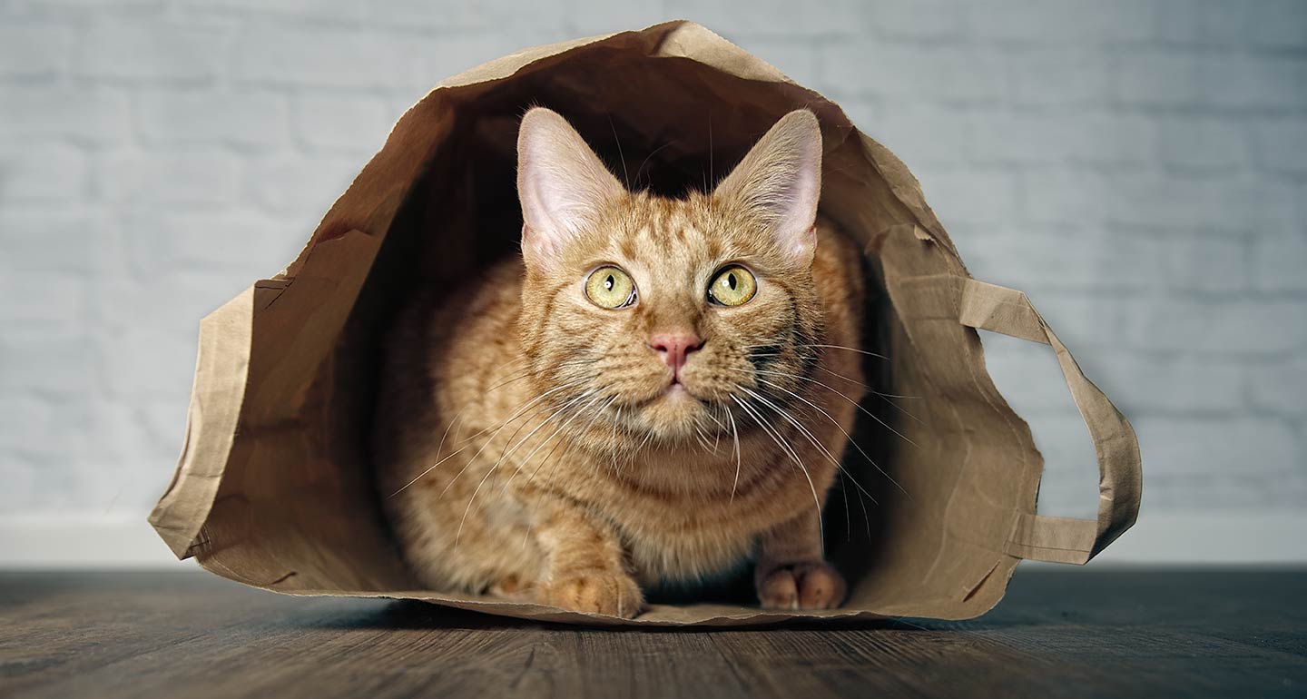 Hướng dẫn làm đồ chơi cho mèo thật đơn giản