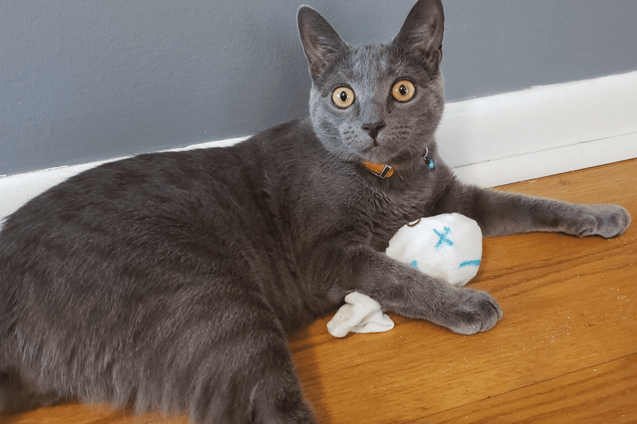 Hướng dẫn làm đồ chơi cho mèo thật đơn giản