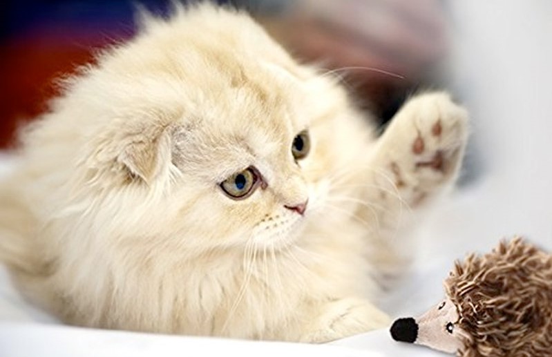 rèn luyện sống lành mạnh cho mèo béo phì