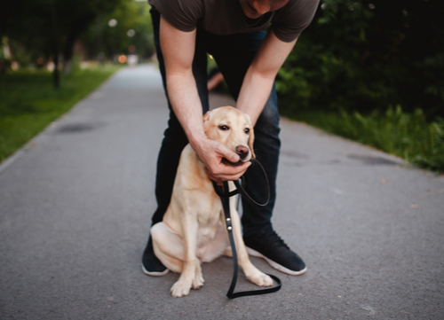 Cách xử lý khi chó nuốt phải nhựa hay dị vật cao su, túi ni lông không thể tiêu hóa đồ chơi chó mèo gigwi