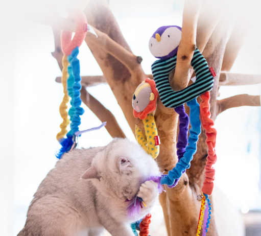 catch and scratch đồ chơi tương tác gây hưng phấn kích thích chơi chuông kêu - gigwi đồ chơi cho mèo