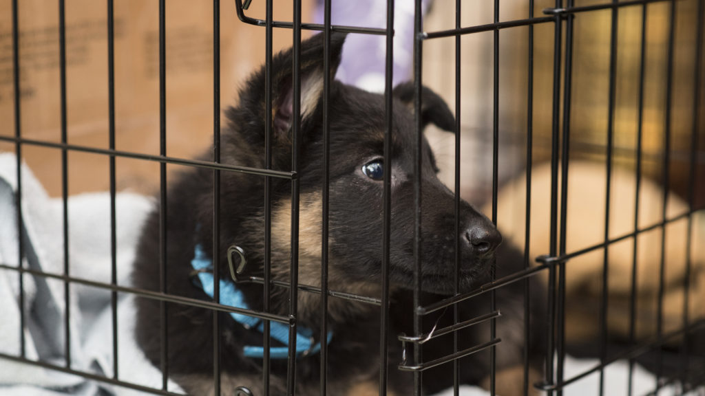 lý giải chó tăng động