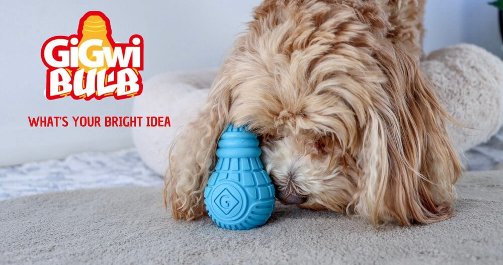 Giải pháp với chó tăng động