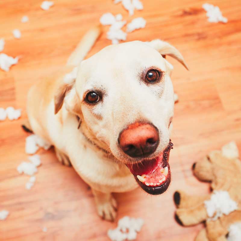 lý giải chó tăng động