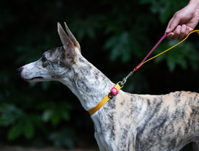 Vòng cổ cho chó gigwi phản quang, an toàn tiêu chuẩn Châu Âu cho chó size bé chó size nhỡ chó size to