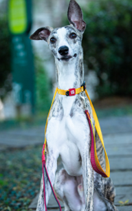 Vòng cổ cho chó gigwi phản quang, an toàn tiêu chuẩn Châu Âu cho chó size bé chó size nhỡ chó size to