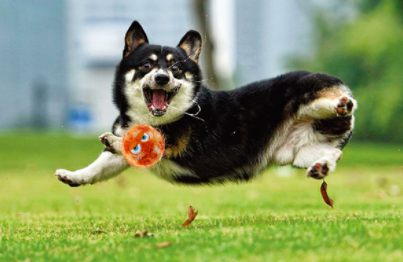 Bóng nảy cho chó vui nhộn cao cấp có tiếng crazy ball - gigwi đồ chơi chó mèo