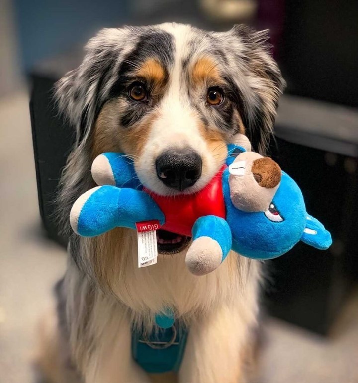 Đồ chơi chó mèo gigwi - vật liệu an toàn chống cắn phá chó nuốt phải dị vật cao su